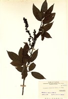 藏品(通條樹)的圖片